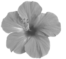 Ekstrakt cvijeta hibiskusa